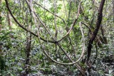Vines in the Rainforest