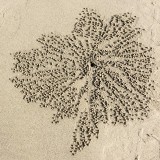 Crab Art