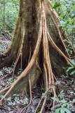 Tree Trunk