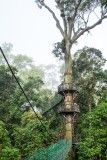 Canopy Walk