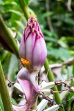 Wild Banana Flower