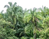 Palm Trees