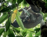 Flying Lemur Sleeping with Baby