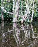 Reflections