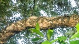 Malay Water Monitor on Tree Branch