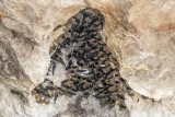 Swiftlets Nests in Riverside Cliff