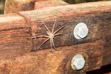 Baby Tarantula