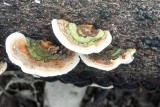 Fungus