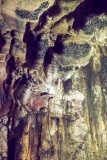 Bats Roosting