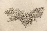 Crab Art