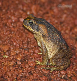 Reuzenpad - Cana toad - Phinella marina