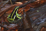 Groengestreepte Gifkikker - Three striped  Poison Frog - Ameerega Trivittata