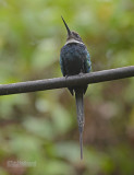 Paradijsglansvogel - Paradise Jacamar - Galbula dea