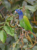 Zwartoormargrietje - Blue-headed Parrot - Pionus menstruus