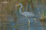 Witbuikreiger - Tricolored Heron - Egretta tricolor 