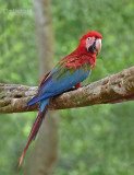 Groenvleugelara - Red-and-green Macaw - Ara chloropterus