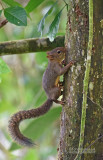 Surinaamse eekhoorn - Guianan squirrel  - Sciures aestuans