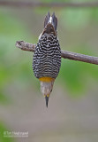 Hoffmanns specht - Hoffmanns Woodpecker - Melanerpes hoffmannii