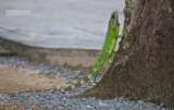 Groene Leguaan - Green Iguana - Iguana iguana