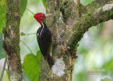 Koningsspecht - Pale-billed Woodpecker - Campephilus guatemalensis 