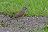 Vaalborstlijster - Pale-breasted Thursh - Turdus leucomelas