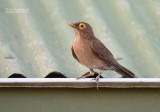 Naaktooglijster - Spectacled Thursh - Turdus nudigenis