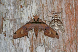 1-Adhemarius gagarini - 2-Cascades Panthea Moth - Panthea virginarius