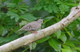 Musduif - Common Ground Dove - Columbina passerina albivitta