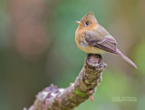 Bruine tiran - Tufted Flycatcher - Mitrephanes phaeocercus aurantiiventris