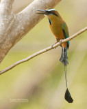 Wenkbrauwmotmot - Turquoise-browed Motmot - Eumomota superciliosa australis