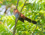 Eekhoornkoekoek - Squirrel Cuckoo - Piaya cayana thermophila