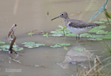 Amerikaanse Bosruiter - Solitary Sandpiper - Tringa solitaria