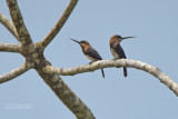 Bruinkeelglansvogel - Brown Jacamar - Brachygalba lugubris