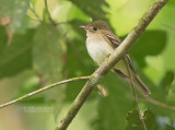 Beukenfeetiran - Acadian Flycatcher - Empidonax virescens