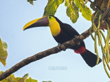 Swainsons toekan - Chestnut-mandibled toucan - Ramphastos ambiguus swainsonii