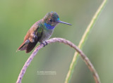 Pacifische Blauwborstamazilia - Charming Hummingbird - Amazilia decora
