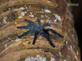 Boomvogelspin - Metallic pink-toe tarantula - Avicularia metallica