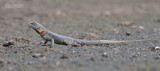 Kielstaartleguaan - Peters lava Lizard - Tropidurus hispidus
