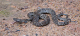 Gewone lanspuntslang - Fer-De-Lance - Bothrops atrox