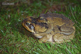 Reuzenpad - Cana toad - Phinella marina