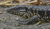 Reuzentegu - Tiger Lizard or Golden tegu - Tupinambis teguixin