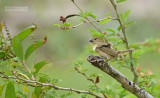 Bont dikbekje - Wing-barred Seedeater - Sporophila americana