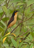 Zwartkop Donacobius - Black-capped Donacobius - Donacobius atricapilla