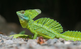 Kroonbasilisk - Green Basilisk - Basiliscus plumifrons