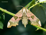 Linde pijlstaart - Lime Hawk-moth - Mimas tiliae