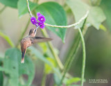 Kleine Streepkeelheremietkolibrie - Stripe-throated Hermit - Phaethornis atrimentalis