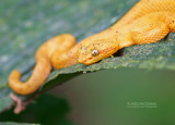 Schlegels groefkopadder - Eyelash Pitviper - Bothriechis schlegelii