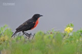 Zwartkopsoldatenspreeuw - Red-breasted Blackbird - Sturnella militaris