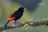 Roodrugtangare - Scarlet-rumped Tanager - Ramphocelus passerinii passerinii 