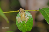Polka dot Treefrog - Hypsiboas punctatus